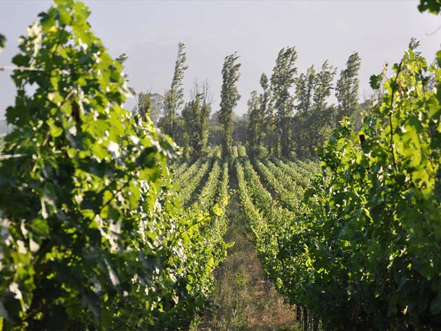 Rows of lush, green vines in Maddalena vineyard